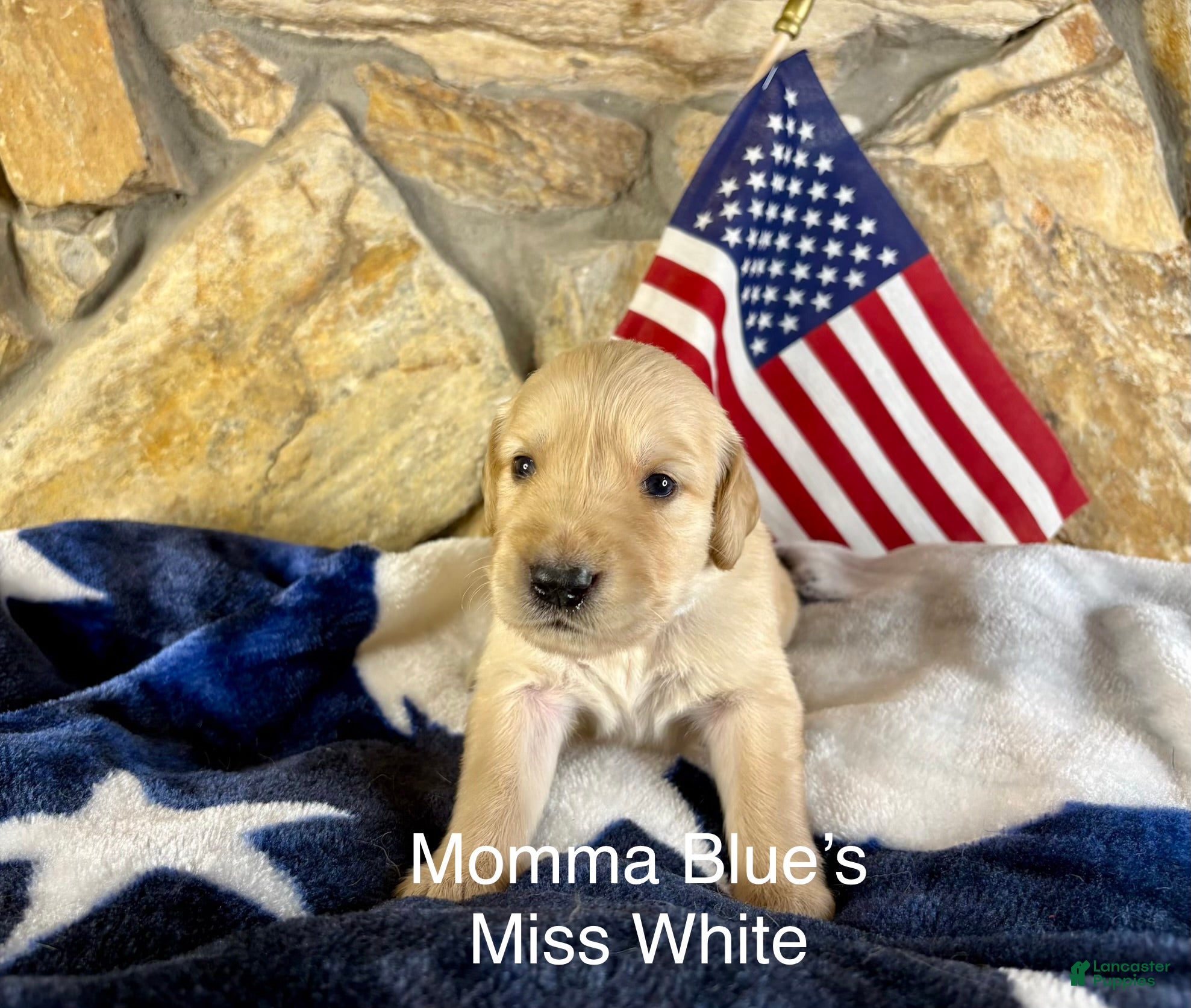 Golden Retriever dogs Miss White - Ad 12