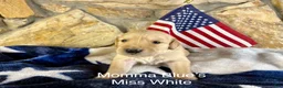 Golden Retriever dogs for sale: Miss White - Ad 1