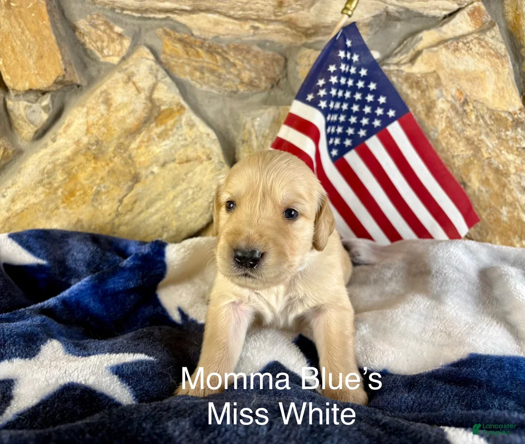 Golden Retriever dogs for sale: Miss White - Ad 1