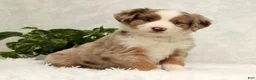 Miniature Australian Shepherd dogs for sale: Sunny  - Ad 3