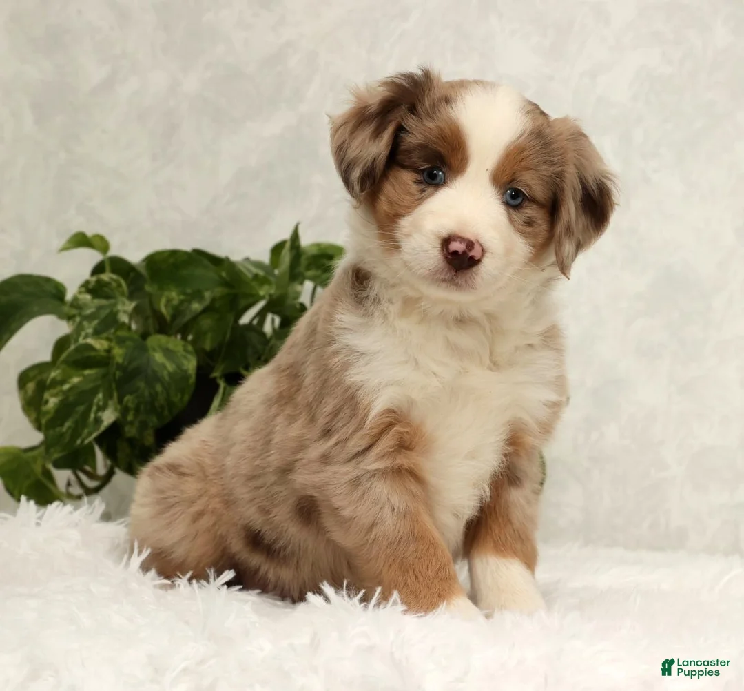 Miniature Australian Shepherd dogs for sale: Sunny  - Ad 3