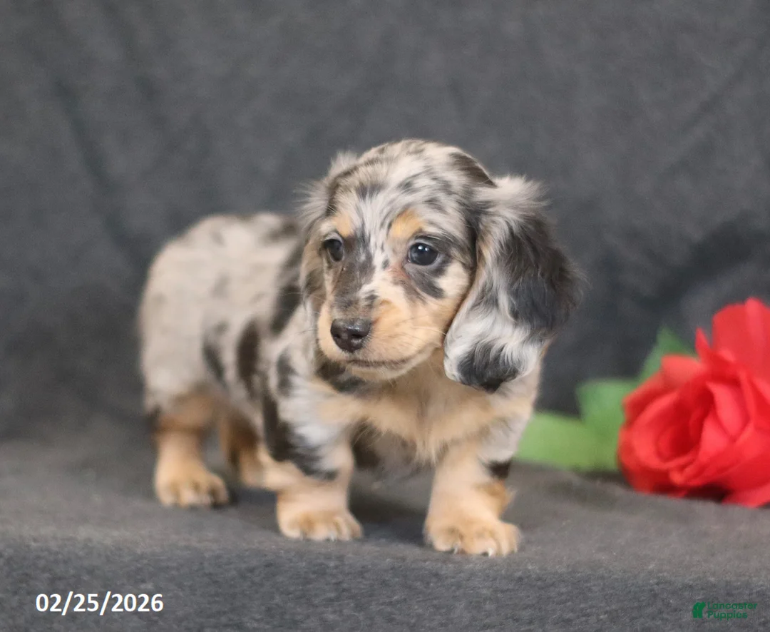 Miniature Dachshund dogs for sale: Miles - Ad 4