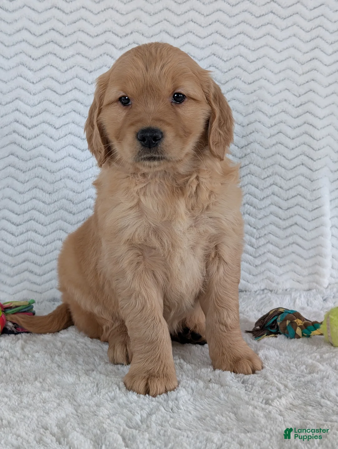 Golden Retriever dogs for sale: Miss Daisy  - Ad 2