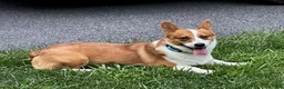 Welsh Corgi Pembroke dogs for sale: Tessi - Ad 6