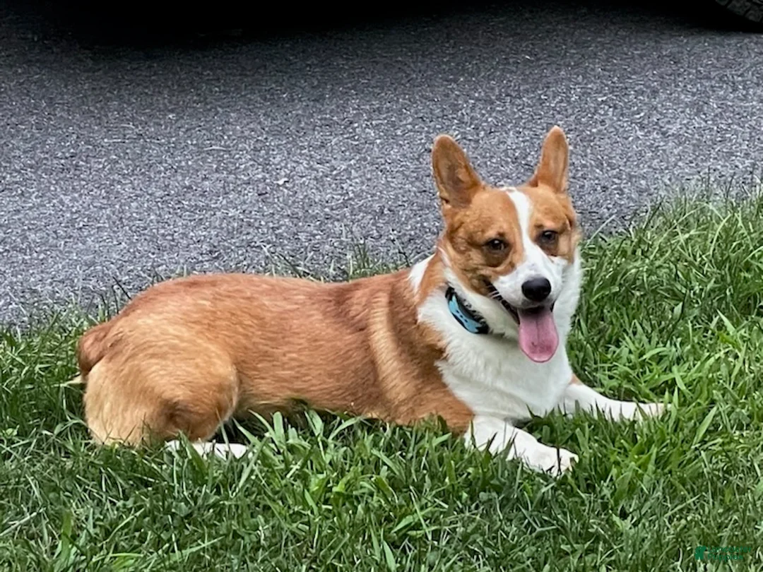 Welsh Corgi Pembroke dogs for sale: Tessi - Ad 6