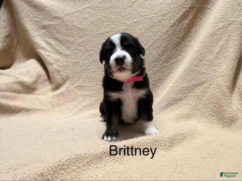 Miniature Australian Shepherd dogs Brittney - Ad 14