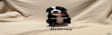 Brittney