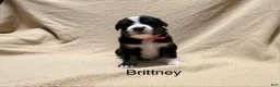 Miniature Australian Shepherd dogs for sale: Brittney - Ad 1