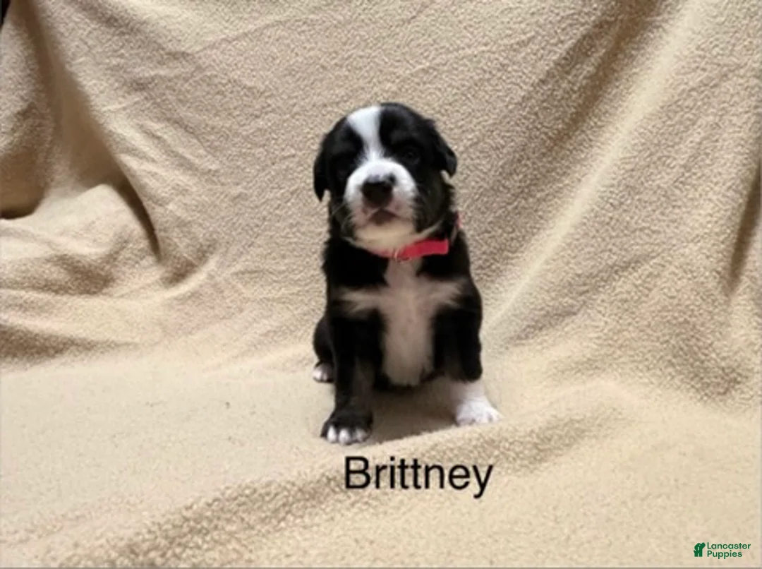 Miniature Australian Shepherd dogs for sale: Brittney - Ad 1