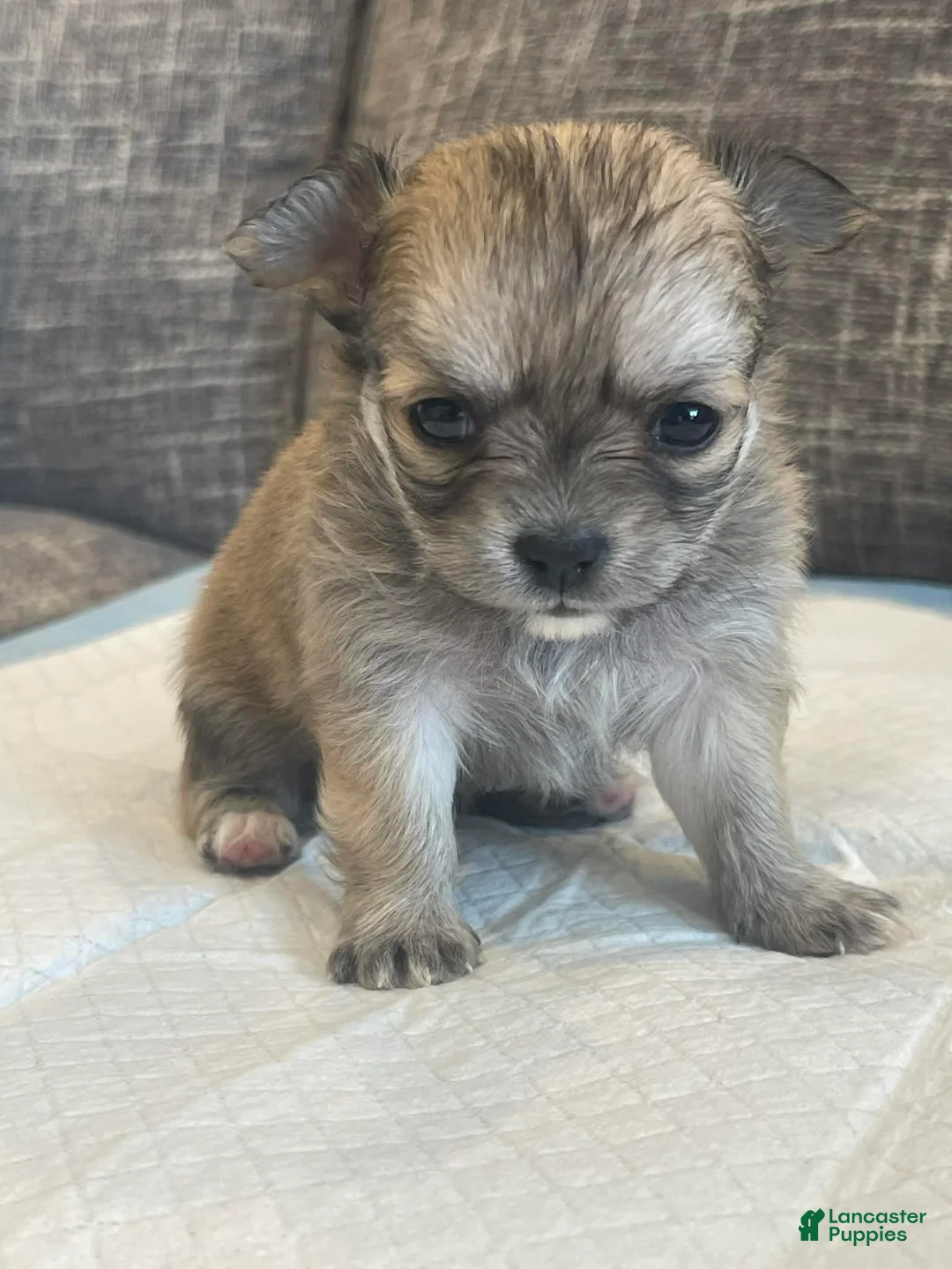 Chihuahua dogs for sale: Phoebe - Ad 2