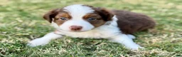 Toy Australian Shepherd dogs for sale: Mario - Ad 4