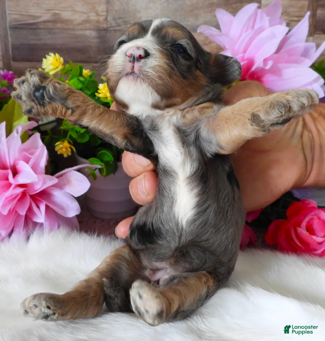 Cavapoo dogs for sale: #1 Female (Whitney) - Ad 6