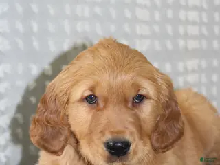 Golden Retriever dogs Copper - Ad 20