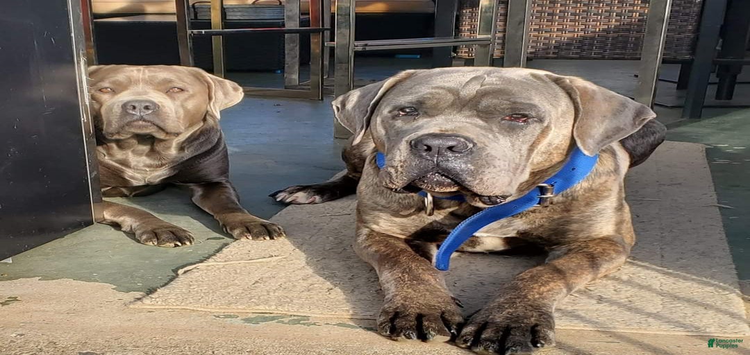 Gallery Image {{count}}