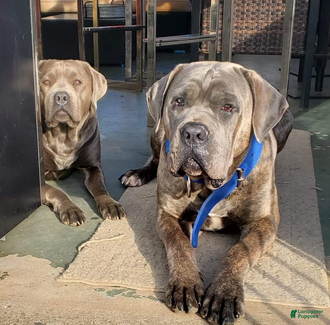 Gallery Image {{count}}