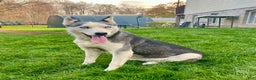 Siberian Husky dogs for sale: Fia - Ad 1