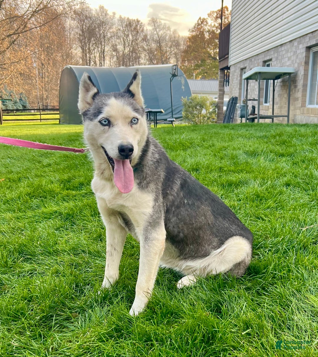 Siberian Husky dogs for sale: Fia - Ad 1