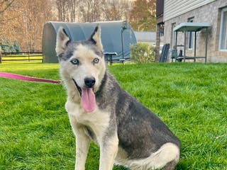 Siberian Husky dogs Fia - Ad 19