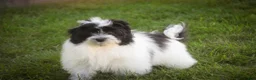 Havanese dogs for sale: Ivan Havanese Puppy  - Ad 2