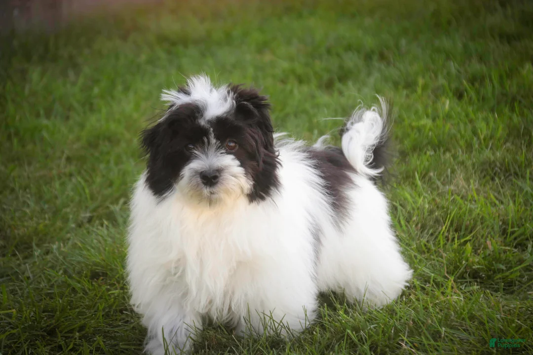 Havanese dogs for sale: Ivan Havanese Puppy  - Ad 2