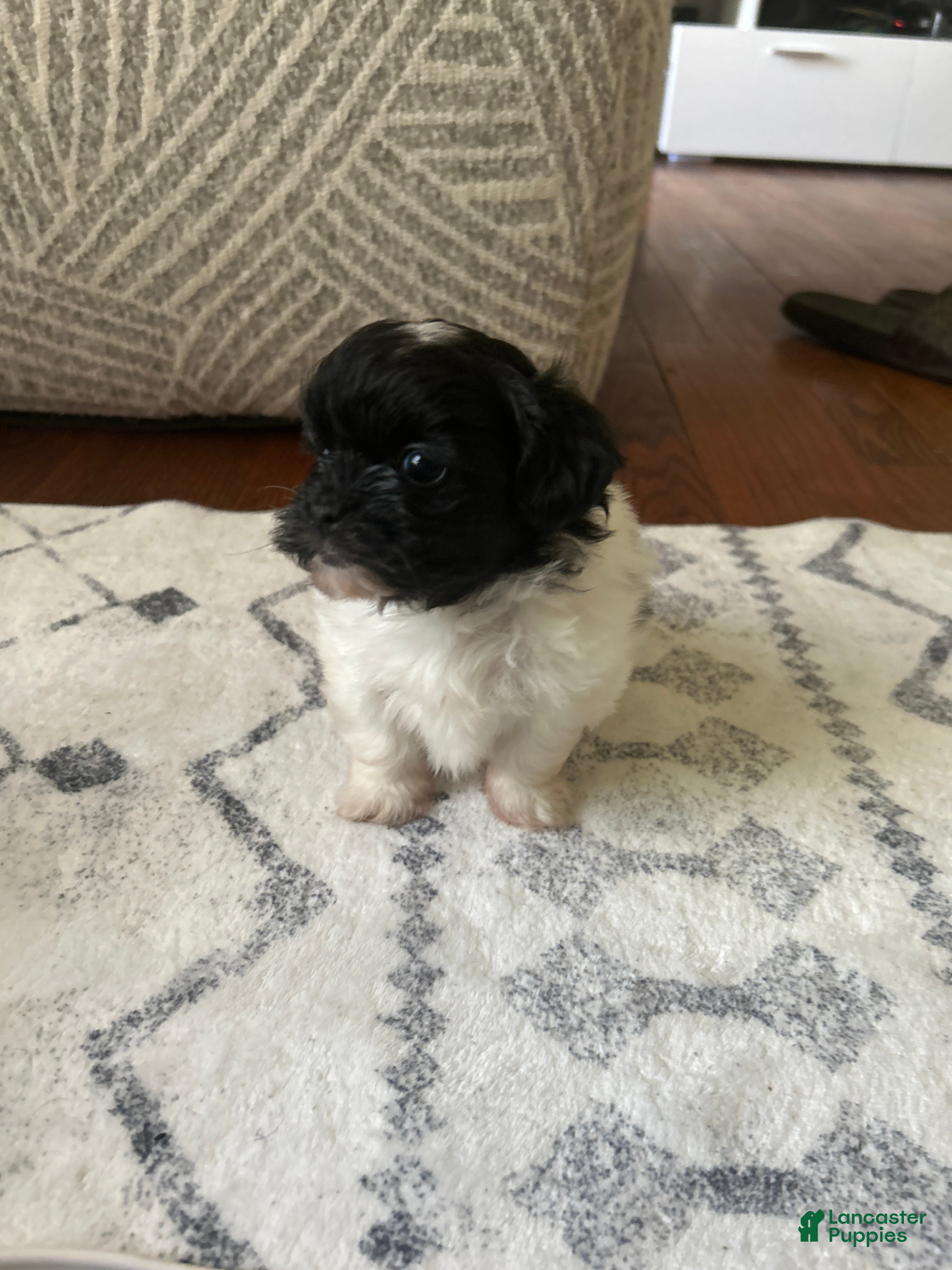 Shihpoo dogs Cookie - Ad 41