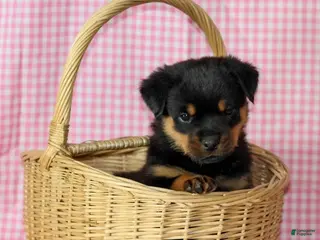 Rottweiler dogs Ranger - Ad 8