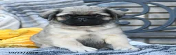 Pug dogs for sale: Captain Wrinkles - Ad 3