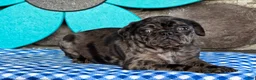 Pug dogs for sale: Bonnie - Ad 3