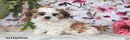 Shih Tzu dogs for sale: Leo - Ad 4