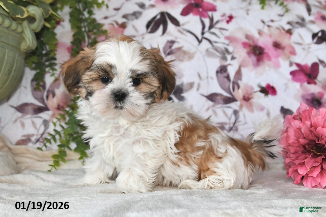 Shih Tzu dogs for sale: Leo - Ad 4