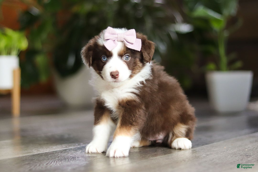 Miniature Australian Shepherd dogs for sale: Mocca - Ad 3