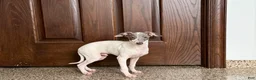 Italian Greyhound dogs for sale: Jace - Ad 7