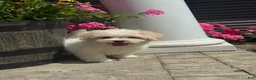Teddy Bear dogs for sale: Jasmine  - Ad 1