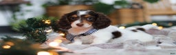 Miniature Dachshund dogs for sale: Charlie - Ad 6