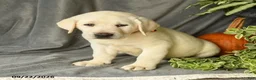 Labrador Retriever dogs for sale: Diesel - Ad 5