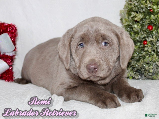 Labrador Retriever dogs Remi - Ad 21