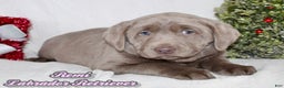 Labrador Retriever dogs for sale: Remi - Ad 1
