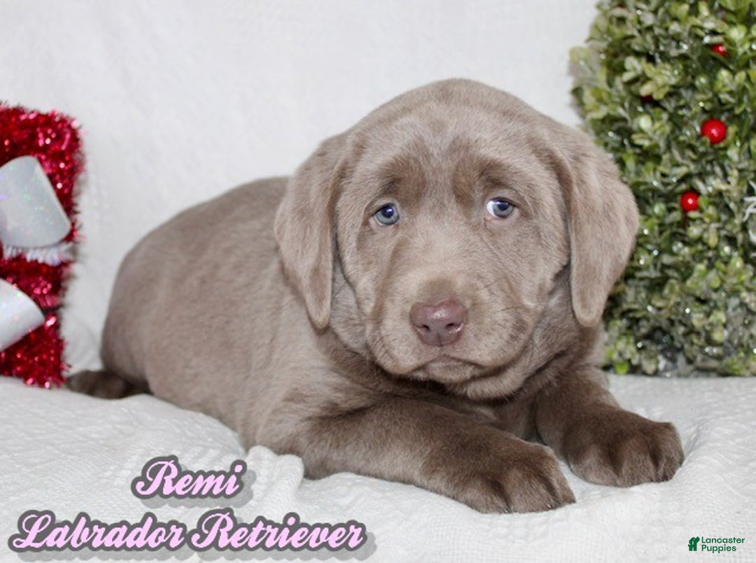 Labrador Retriever dogs for sale: Remi - Ad 1