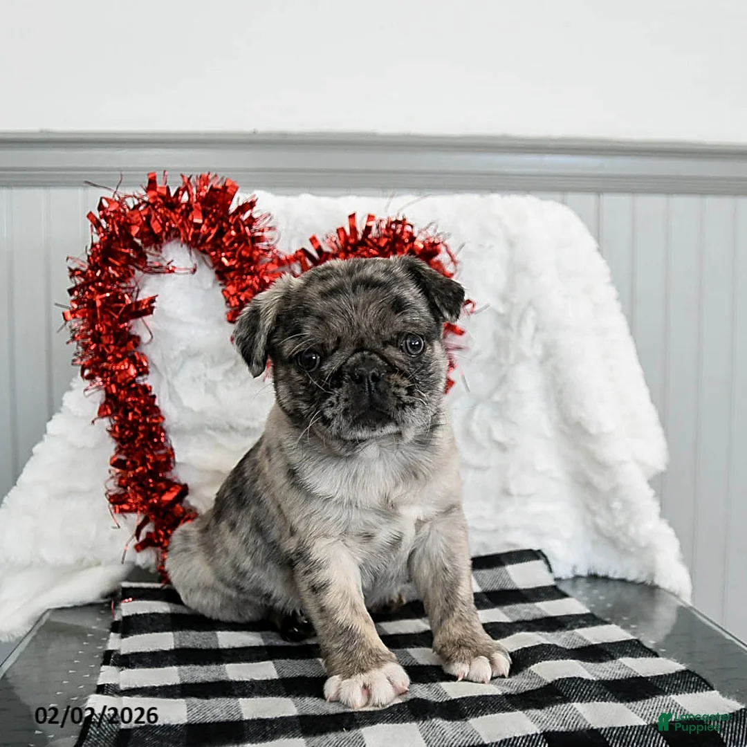 Pug dogs for sale: Candy - Ad 2