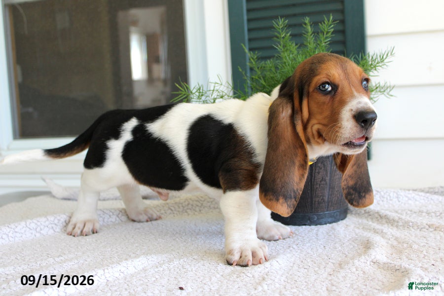 Basset Hound dogs Chief - Ad 2