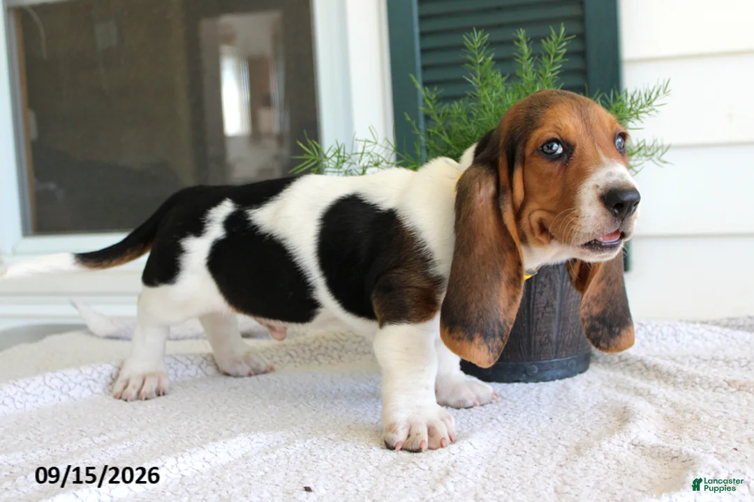 Basset Hound dogs for sale: Chief - Ad 2