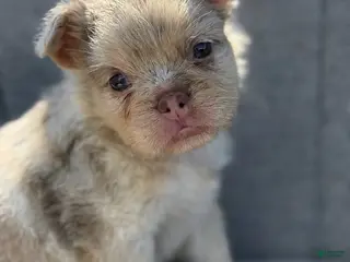 French Bulldog dogs Stark (Isabella fluffy Merle) - Ad 2