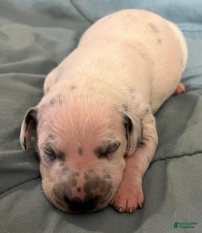 Dalmatian dogs Dalmatian Puppy 4 - Ad 5