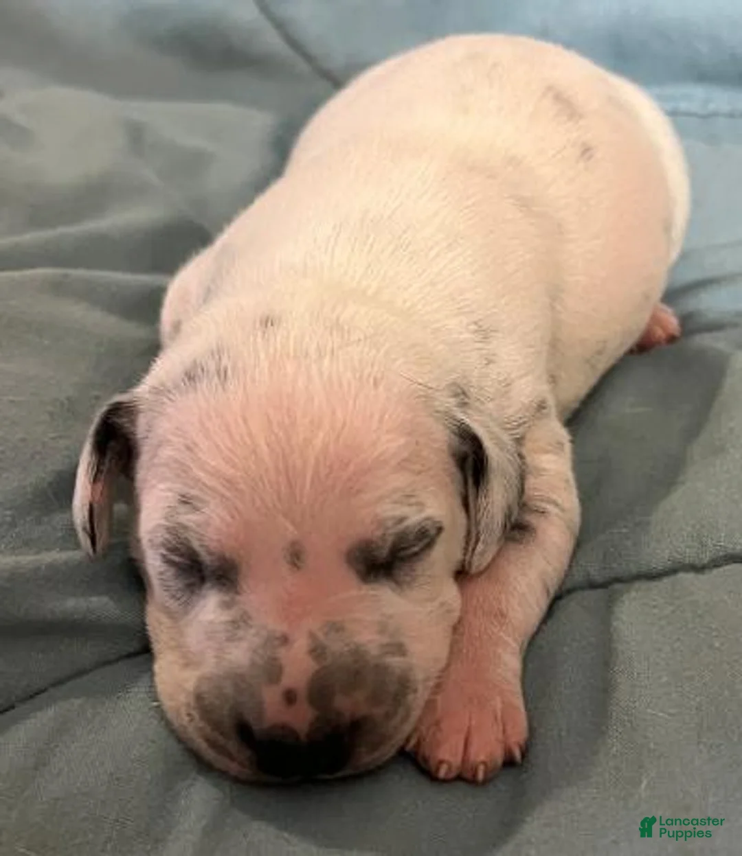 Dalmatian dogs for sale: Dalmatian Puppy 4 - Ad 1