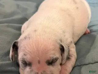 Dalmatian dogs Dalmatian Puppy 4 - Ad 5