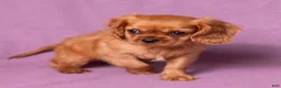 Cavalier King Charles Spaniel dogs for sale: Neil - Ad 5