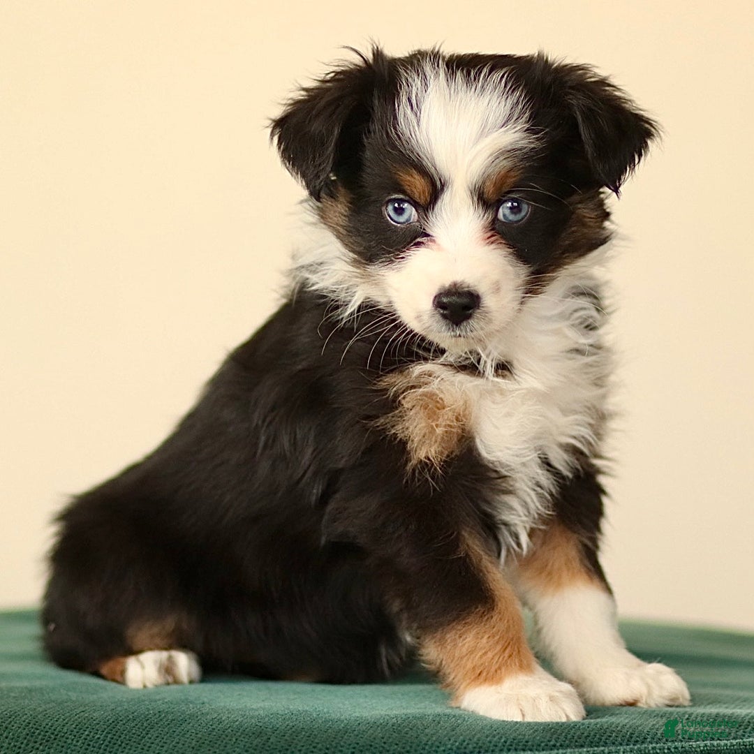 Miniature Australian Shepherd dogs for sale: Ivy - Ad 2
