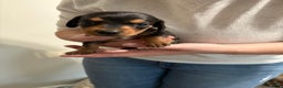Dachshund dogs for sale: Dachshund Puppy 2 - Ad 3