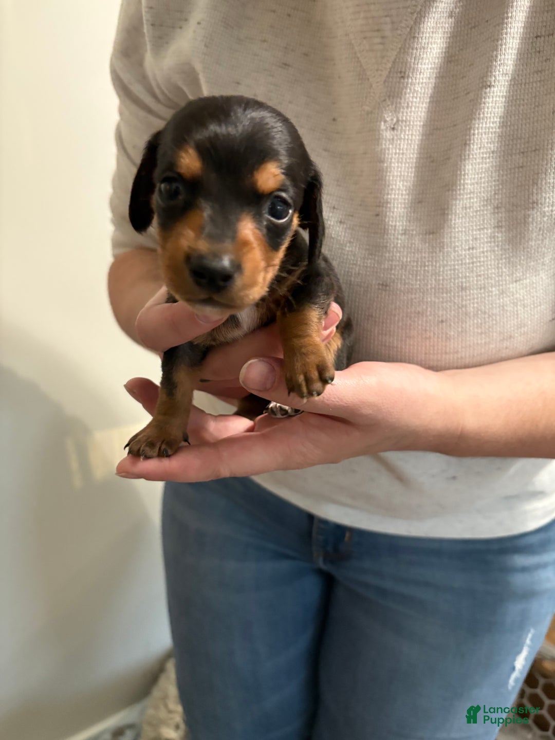 Dachshund dogs for sale: Dachshund Puppy 2 - Ad 3