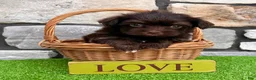 Havanese dogs for sale: Ricky - Ad 5